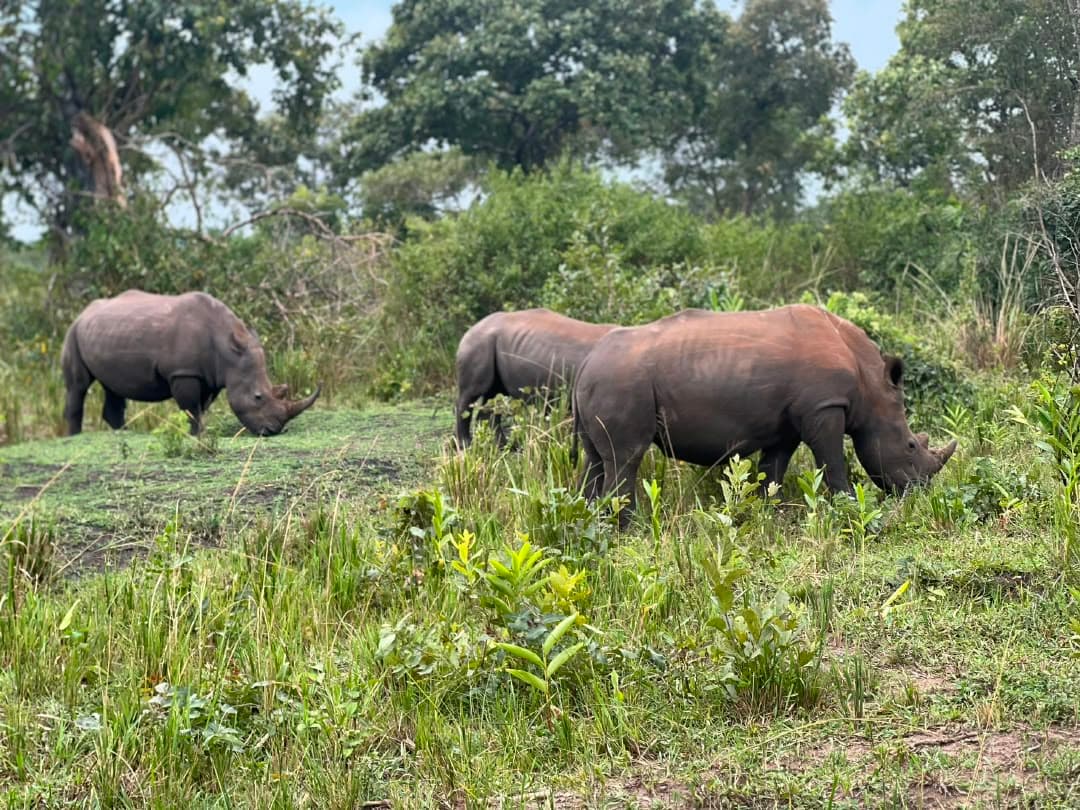 Three rhinos grazing during a Shamo Tours trip