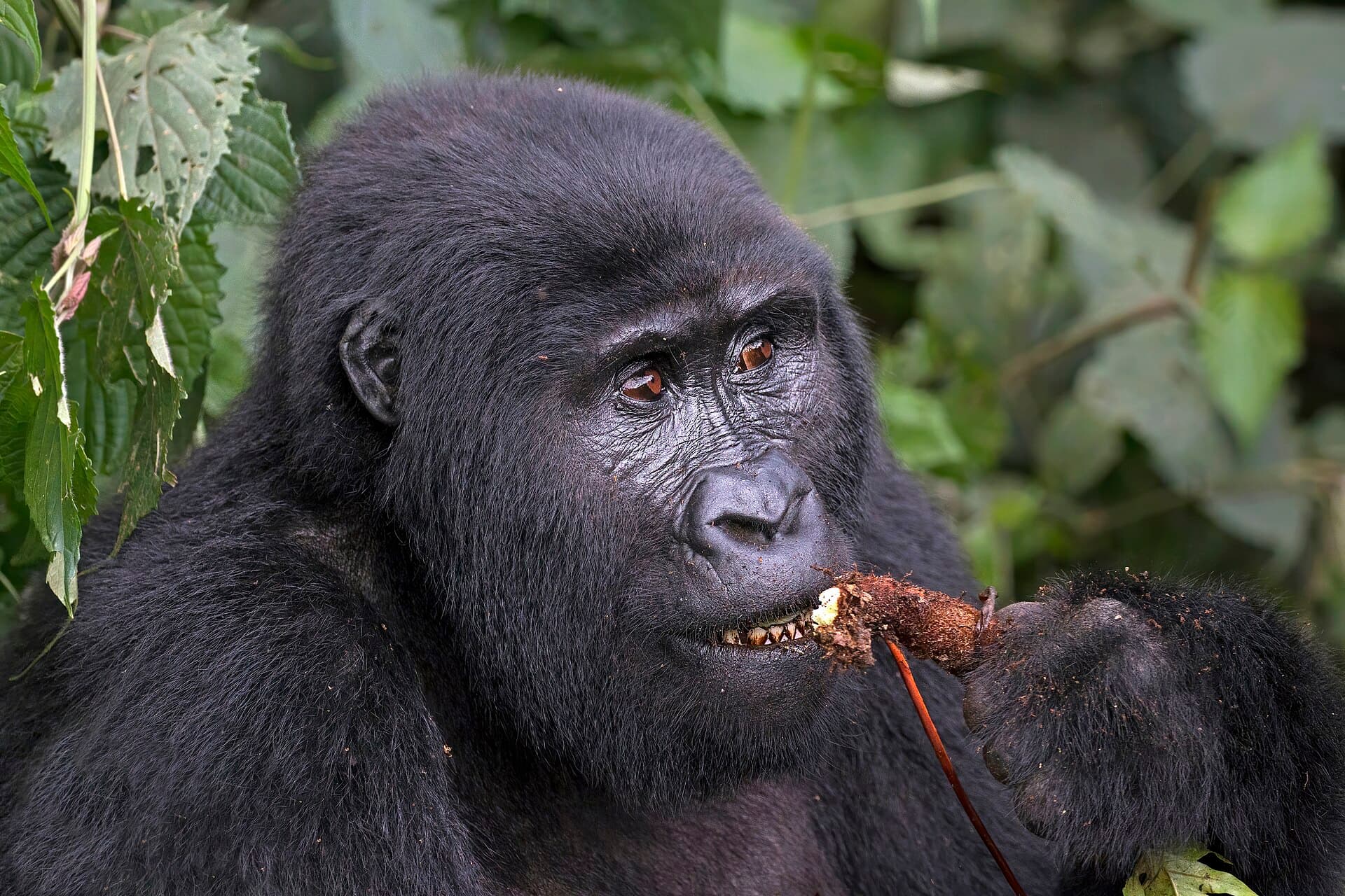 Bwindi Gorilla Trekking