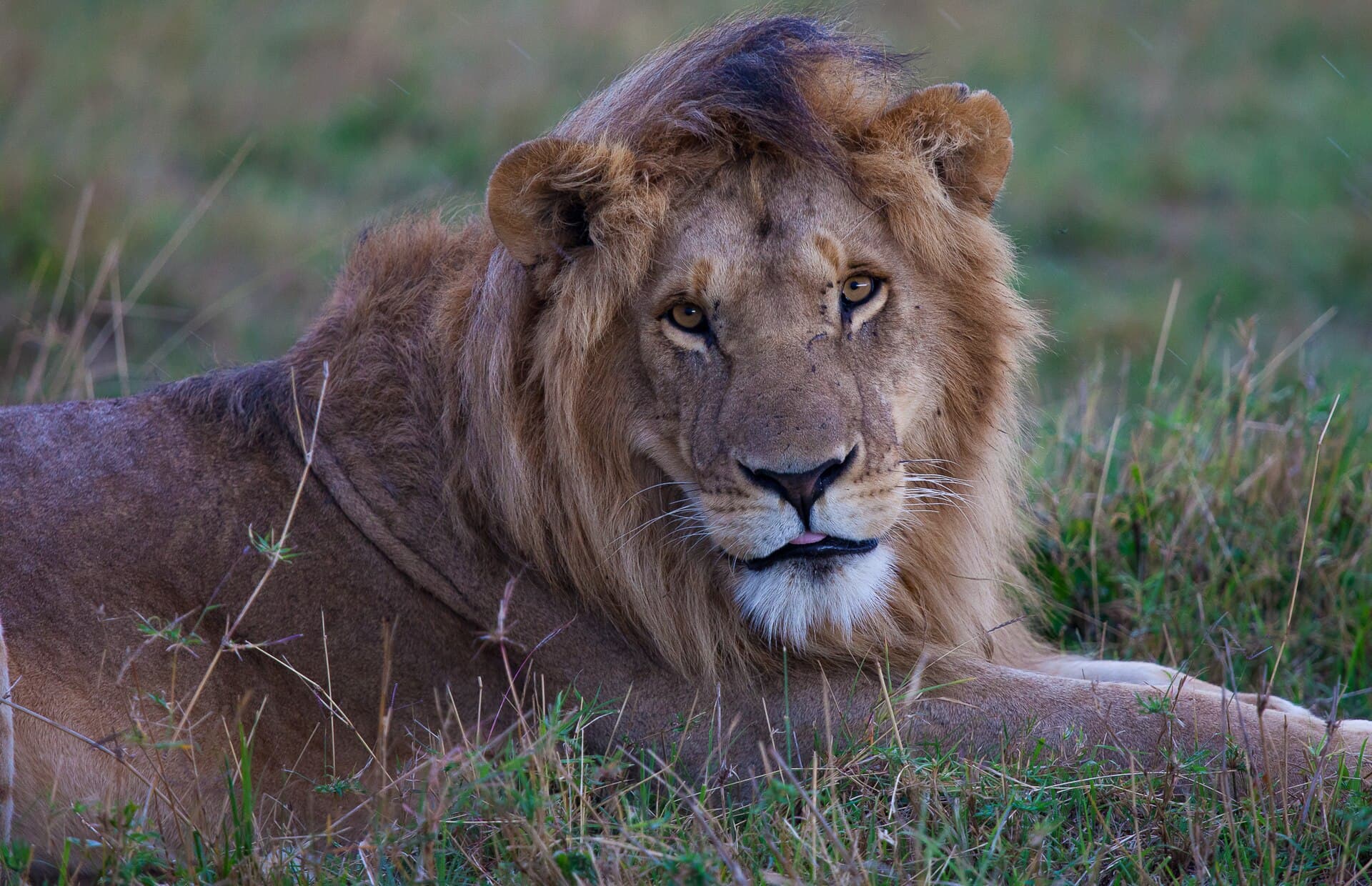 Masai Mara Adventure